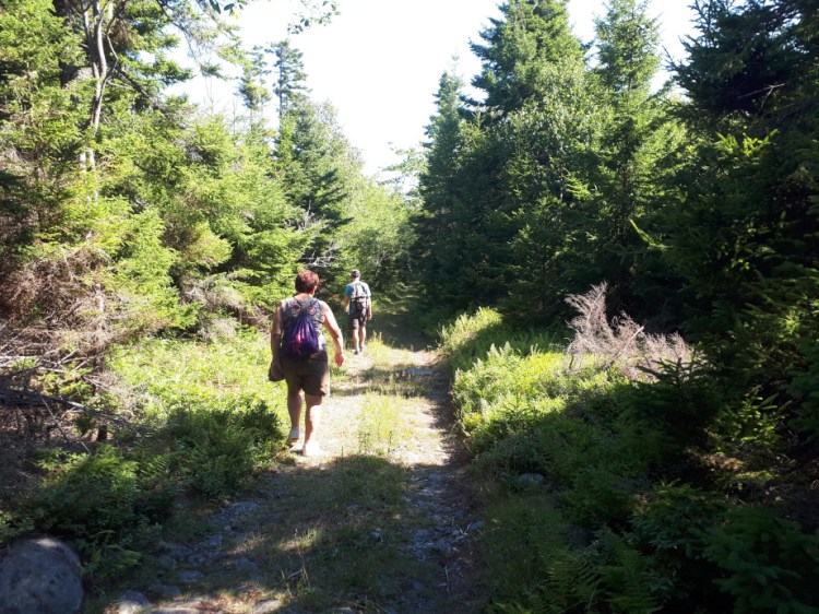 a rocky trail in the forest