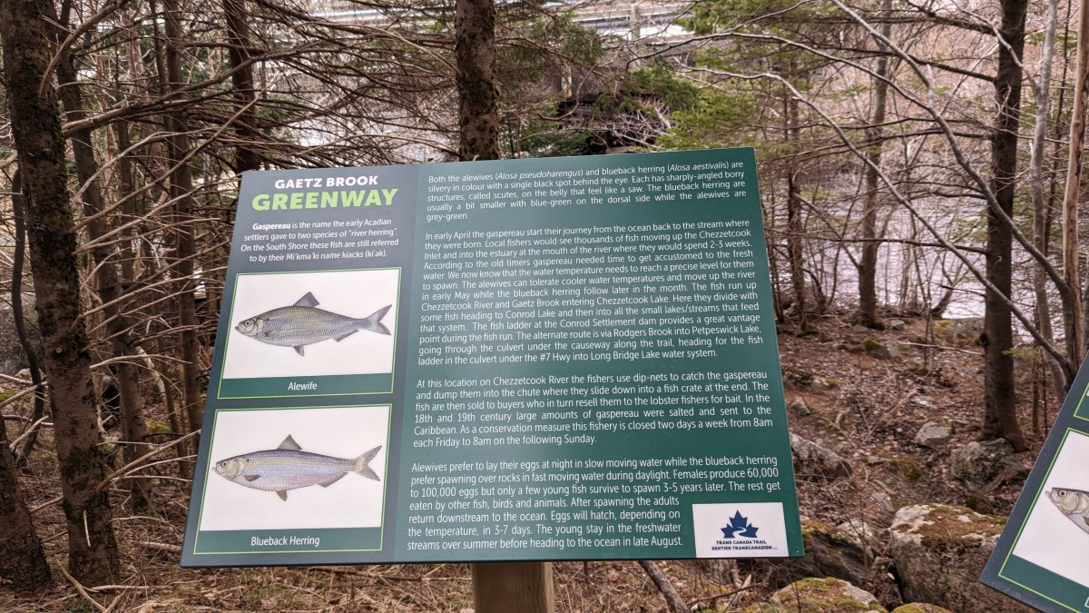 Green information sign showing two fish -- alewife and blueback herring.